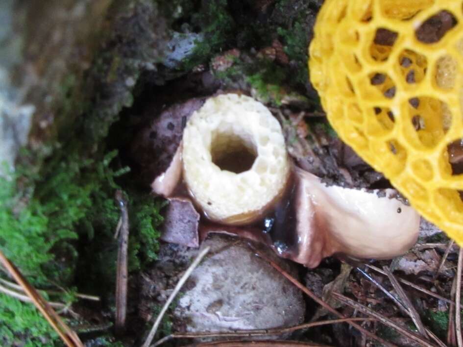 Plancia ëd Phallus luteus (Liou & L. Hwang) T. Kasuya 2009