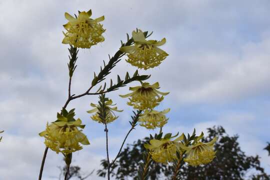 صورة Pimelea suaveolens Meissn.