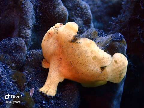 Image of Painted frogfish