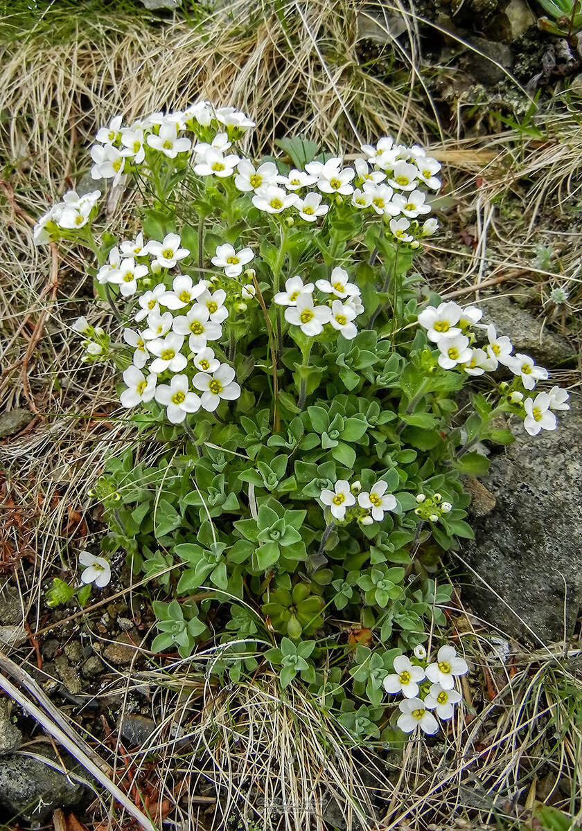 Image of boreal draba