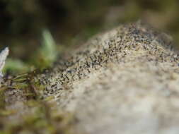 Image of mycocalicium lichen