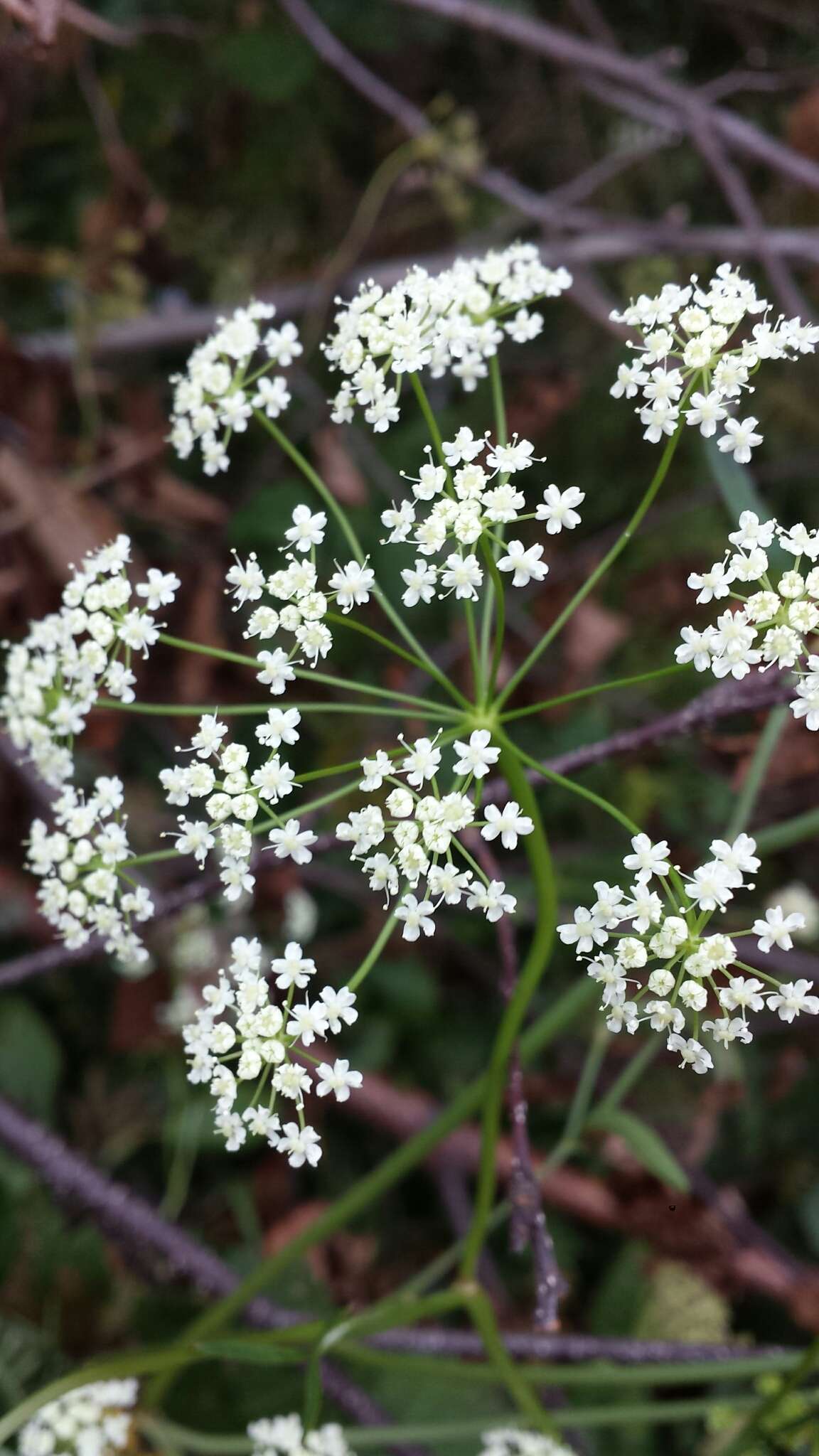 Imagem de Pimpinella saxifraga L.