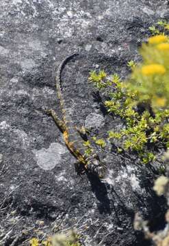 Image of Eastern Cape Crag Lizard