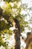 Image of Long-tailed Potoo