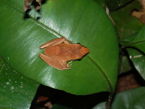 Image of Pristimantis chiastonotus (Lynch & Hoogmoed 1977)