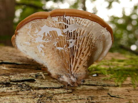 Lentinellus vulpinus (Sowerby) Kühner & Maire 1934的圖片