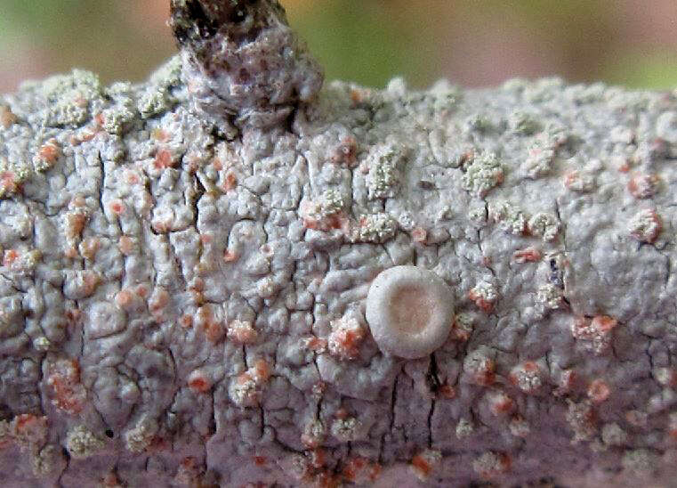 Image of tree crabseye lichen