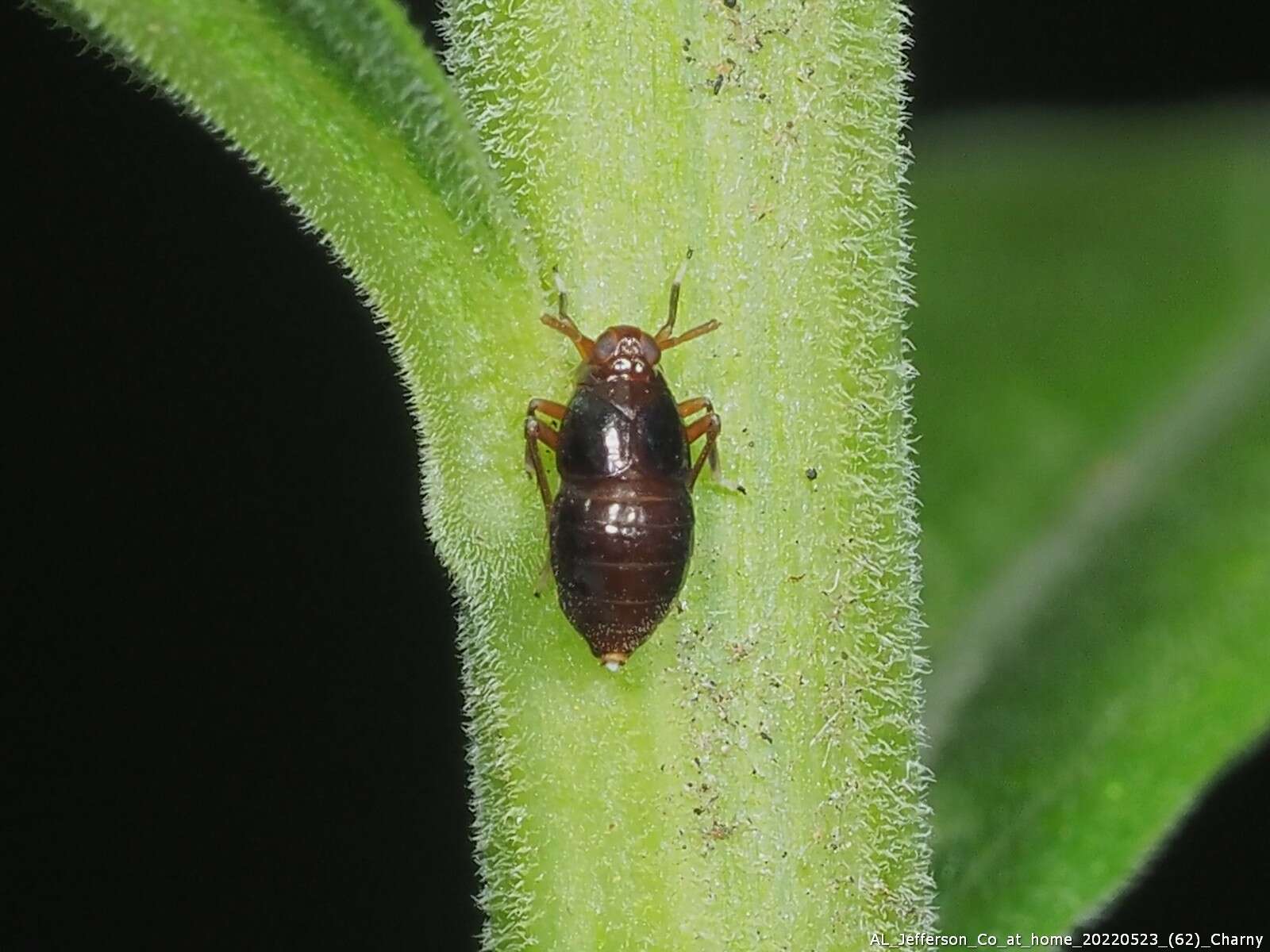 Image of Pissonotus marginatus Van Duzee 1897