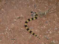 Image of Coastal Burrowing Snake