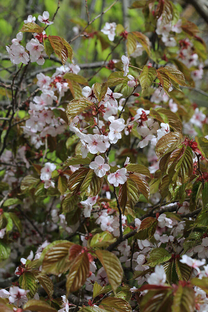 Image de Prunus sargentii Rehd.