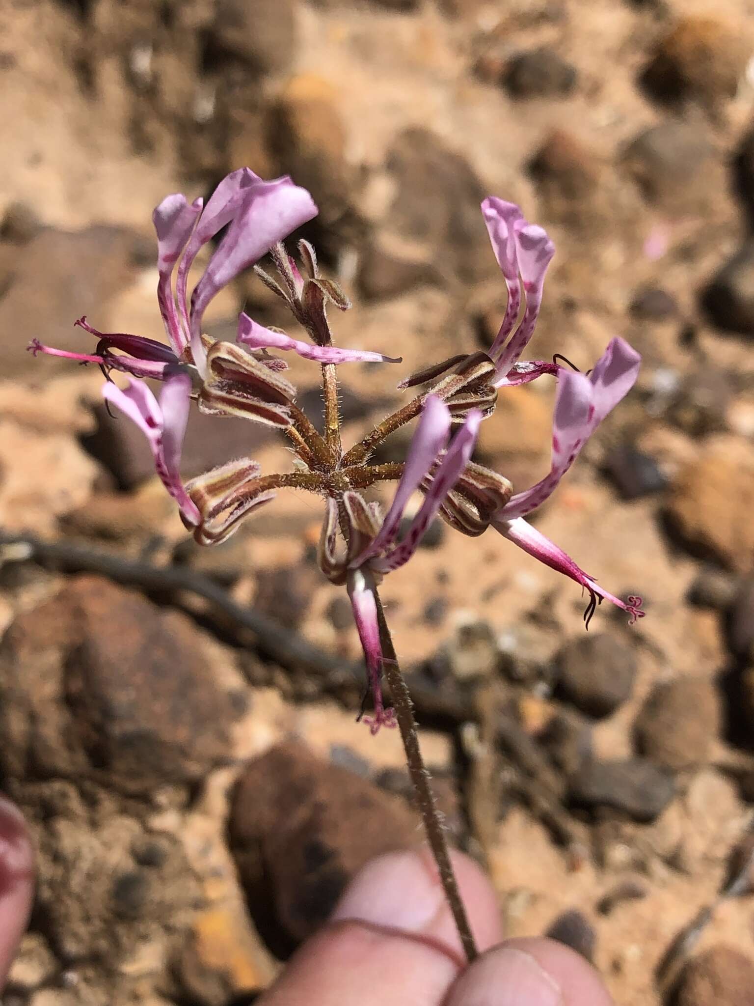 Image of Pelargonium ternifolium P. J. Vorster