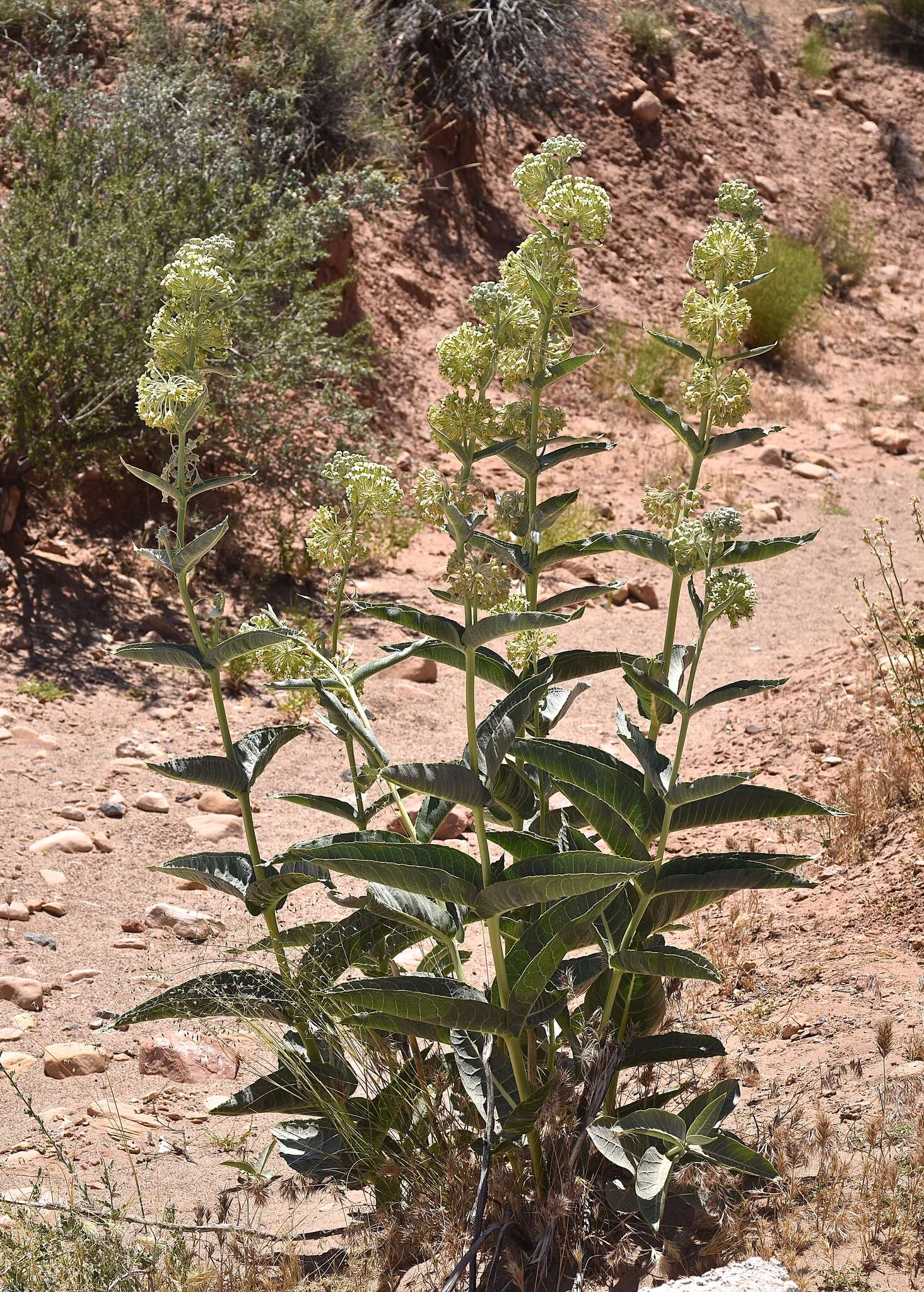 Asclepias erosa Torr.的圖片