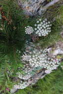Image of Hippomarathrum petraeum (M. Bieb.) Link