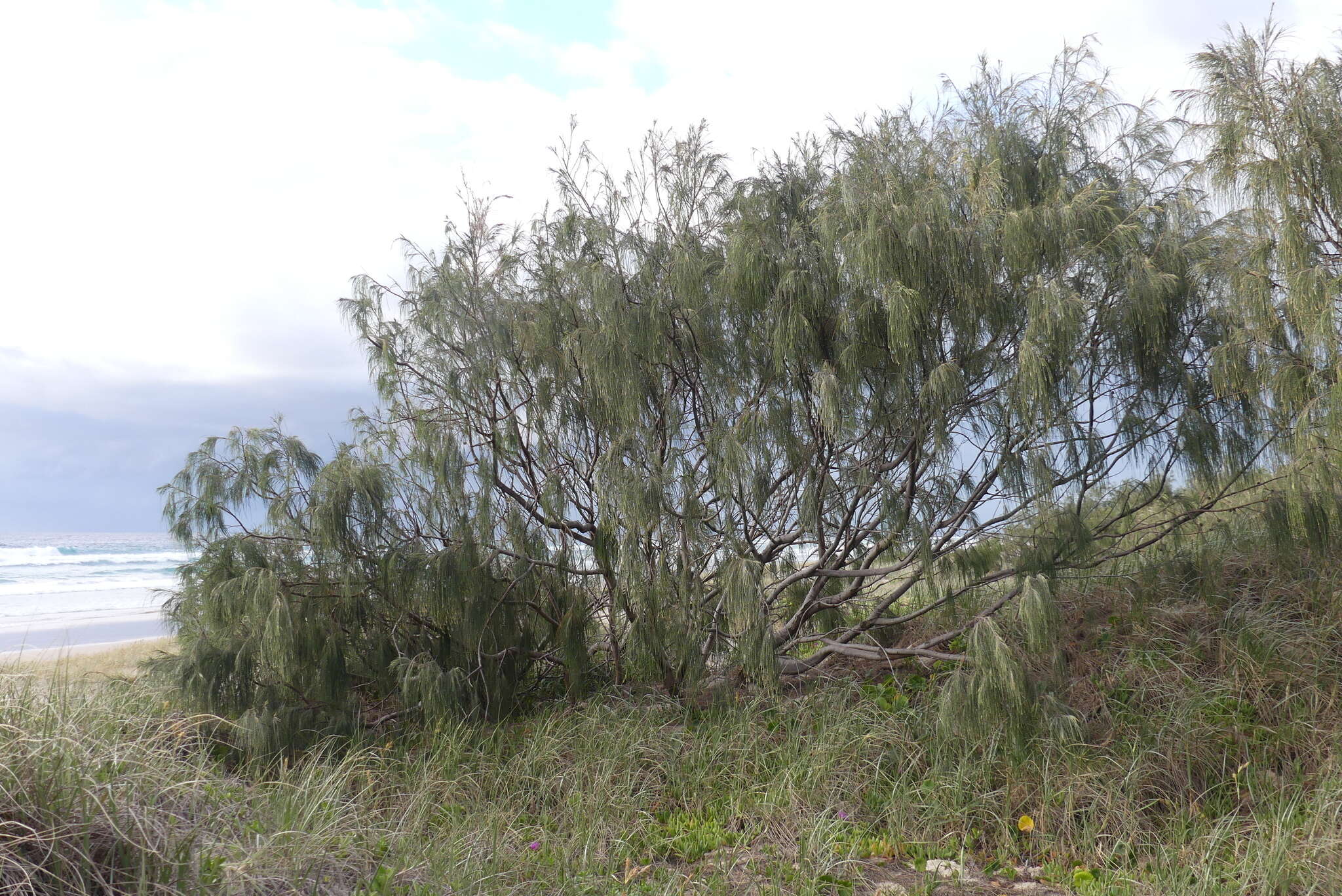 Image of Casuarina equisetifolia subsp. incana (Benth.) L. A. S. Johnson