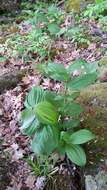 Image of False Hellebore