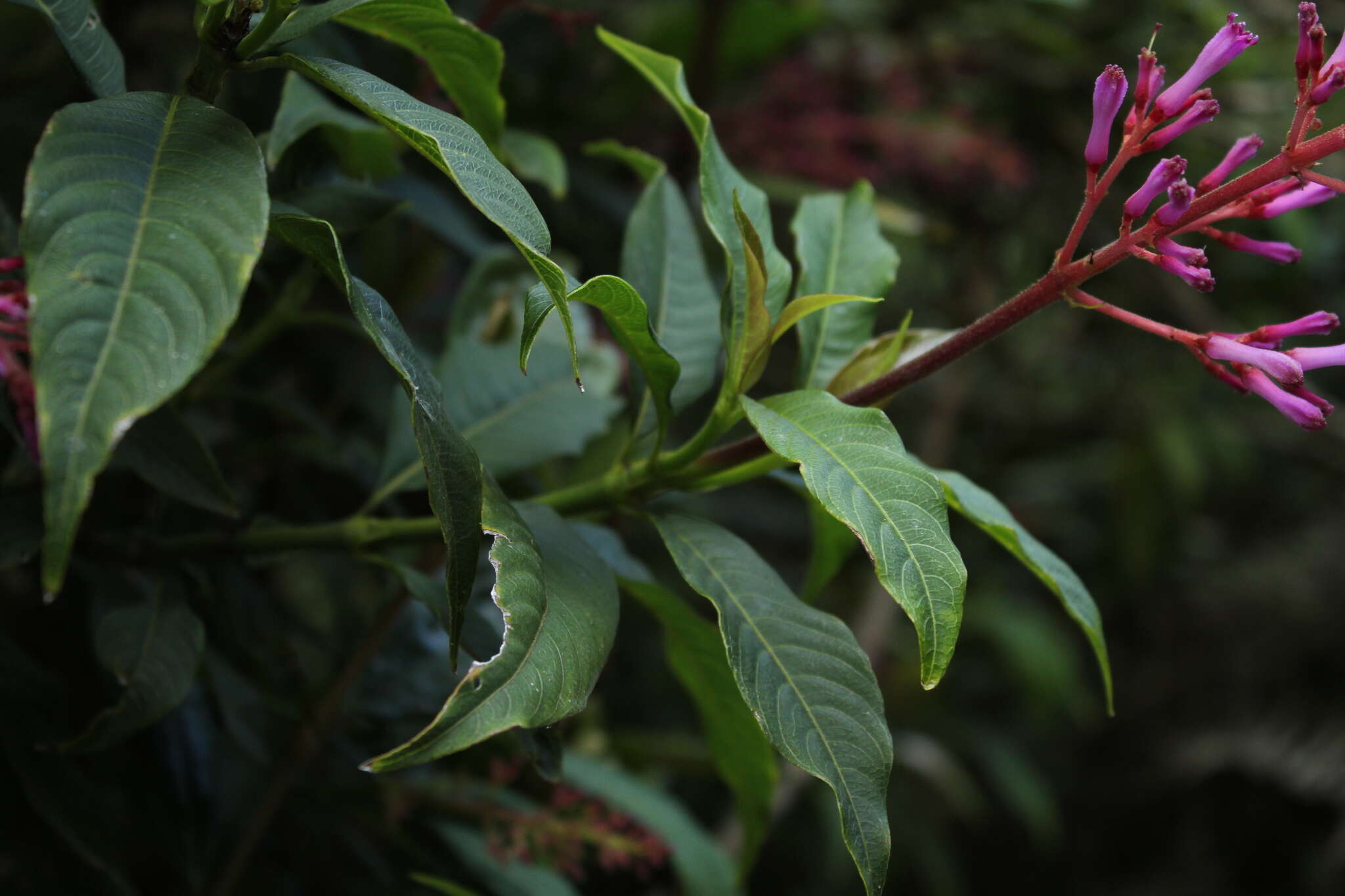 Palicourea angustifolia Kunth resmi