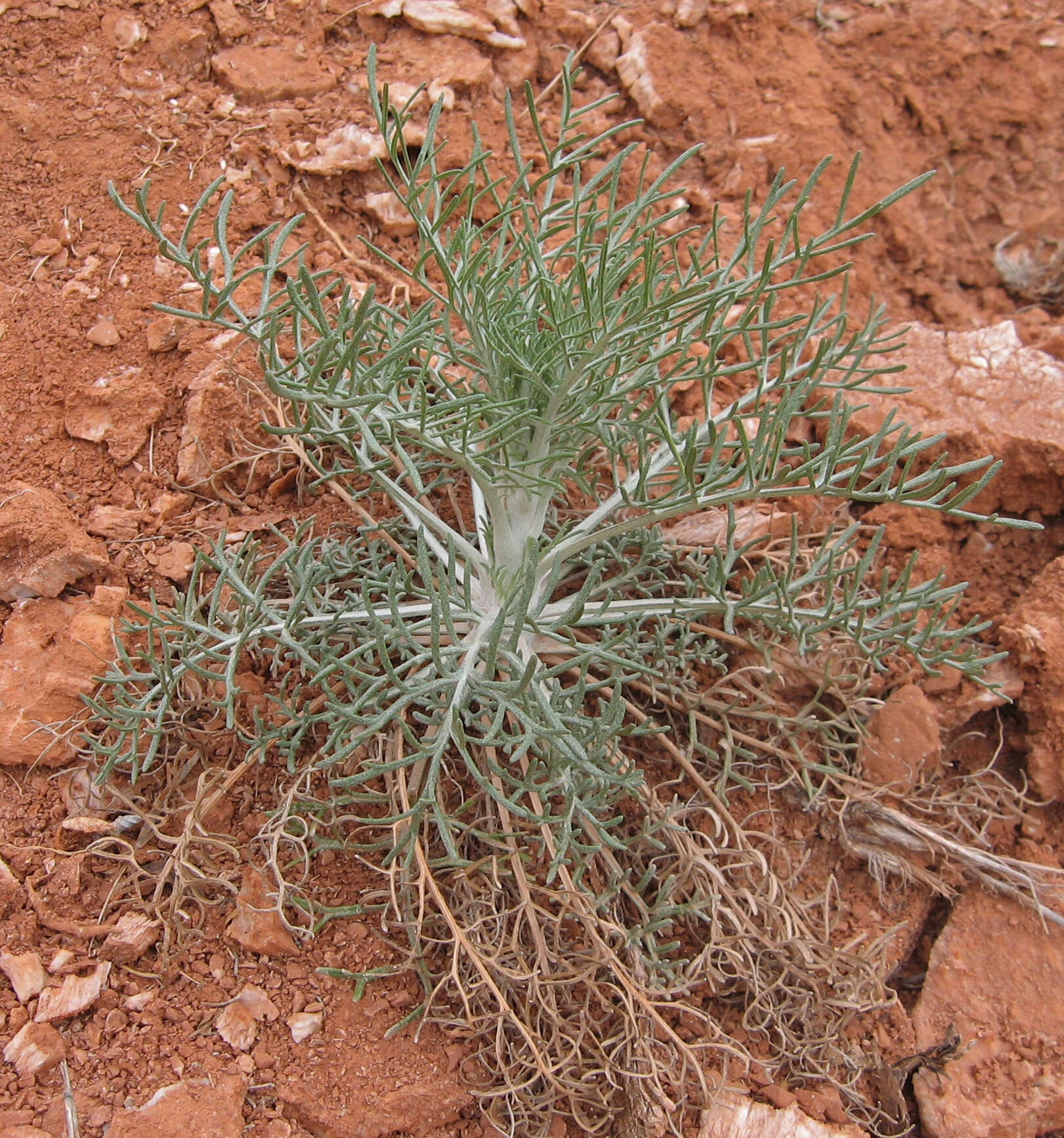 Image of Chalk Hill hymenopappus