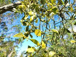 Image of fourpart mistletoe