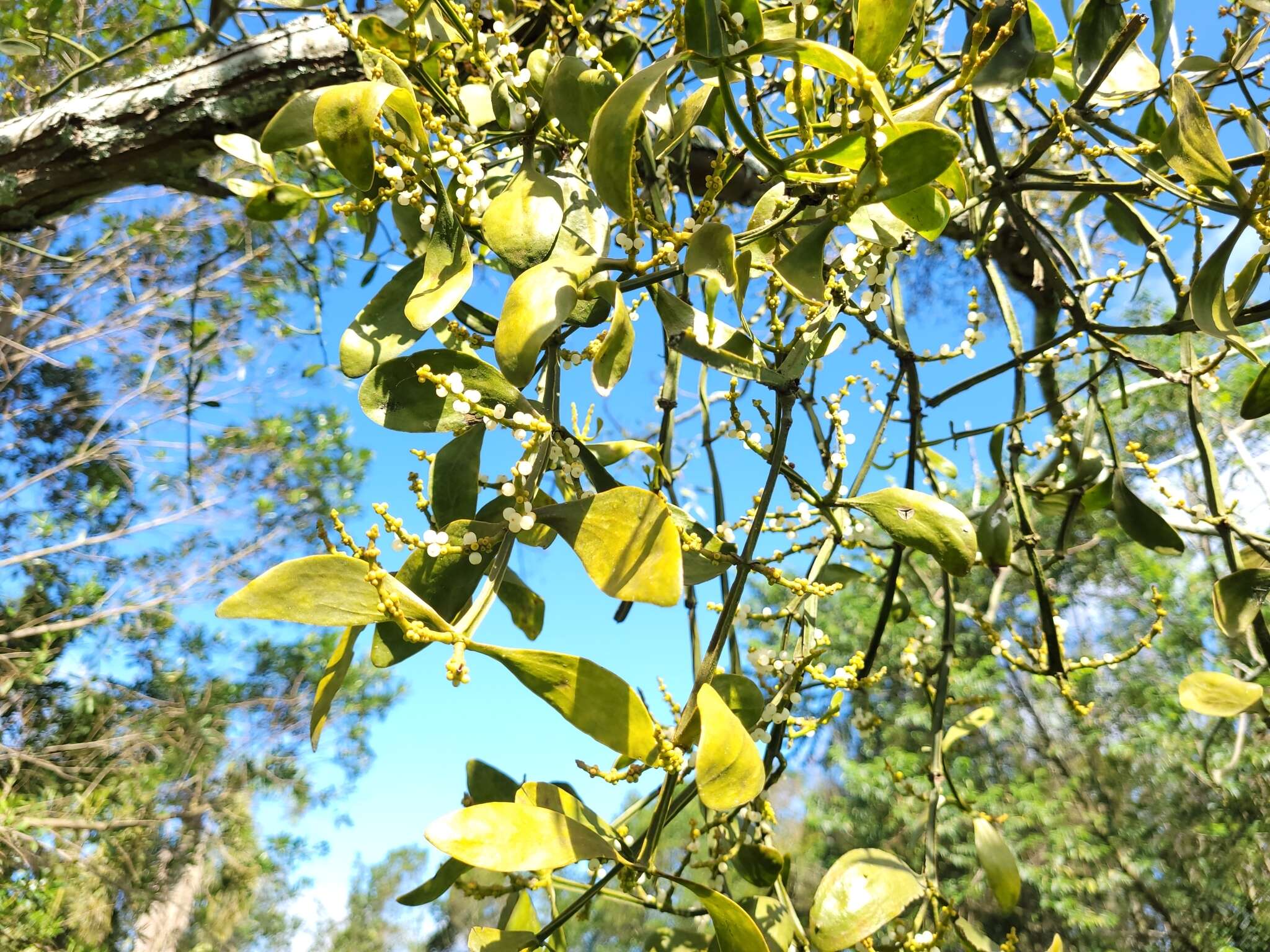 Image of fourpart mistletoe