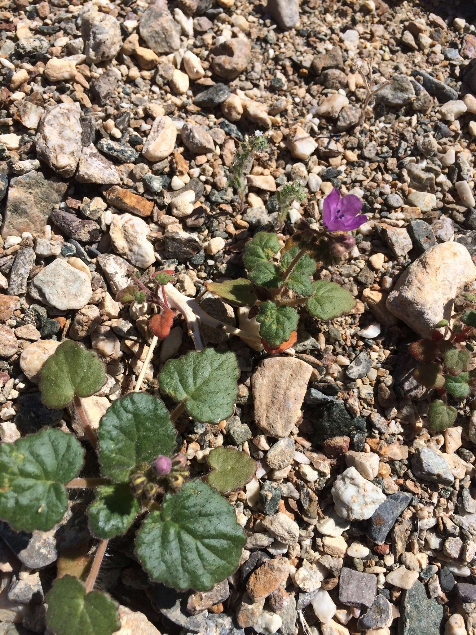 Image of calthaleaf phacelia