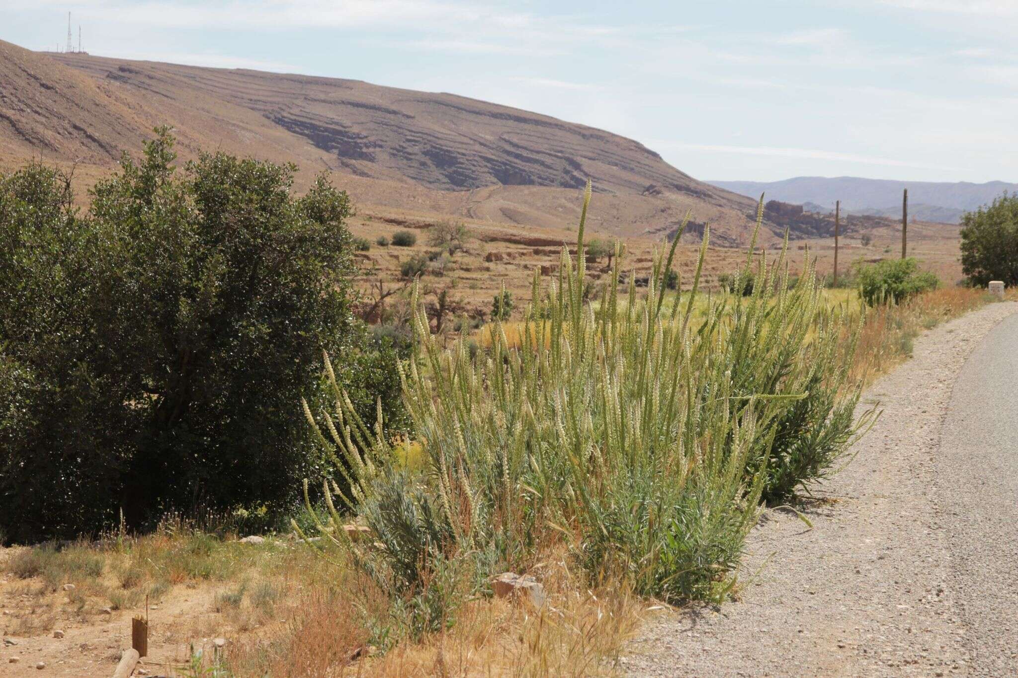 Image of Reseda villosa Coss.