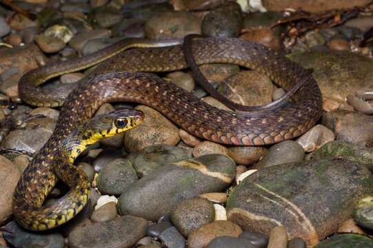 Image of Malayan Spotted Keelback Water Snake