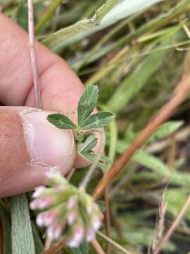 Image of Trifolium bifidum var. decipiens Greene