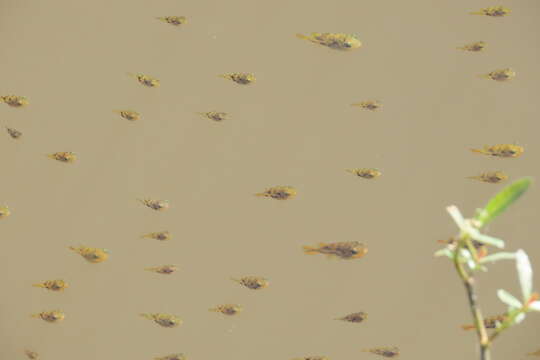 Image of Dwarf Indian Puffer