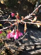 Imagem de Prunus campanulata Maxim.