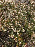 Image of Sand-Myrtle