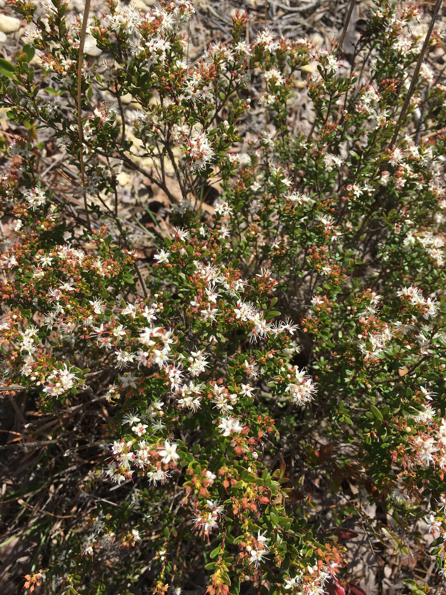 Image of Sand-Myrtle