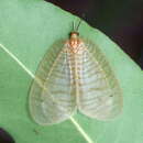 Image of Zygophlebius leoninus Navás 1910