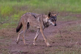 Imagem de Canis lupus pallipes Sykes 1831