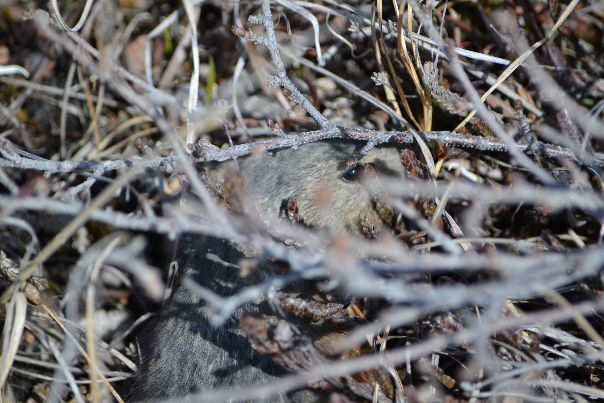 Image of Bering collared lemming