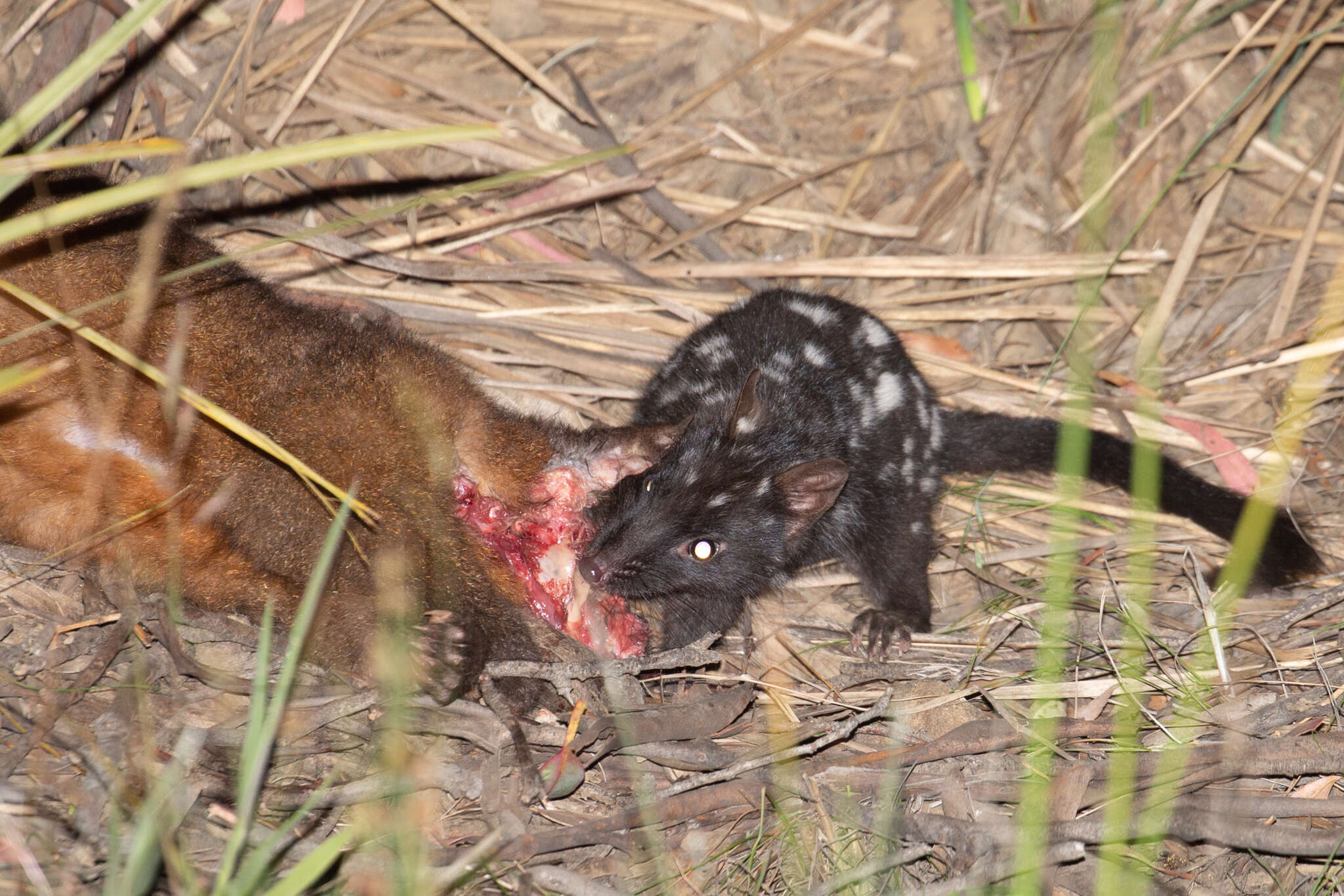 Image of quoll