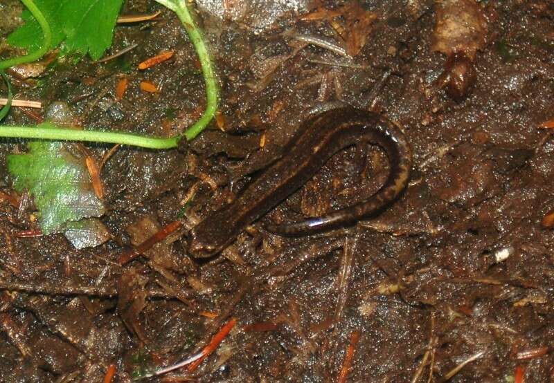 Image of Dunn's Salamander