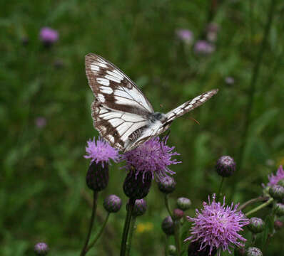 Image of Melanargia halimede Ménétriés 1859