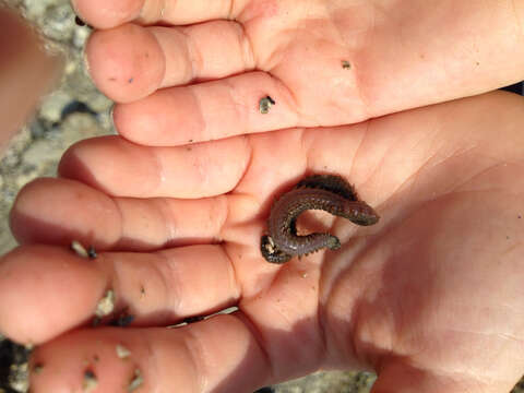 Image of Mussel worm