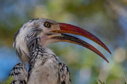 Image of Southern Red-billed Hornbill