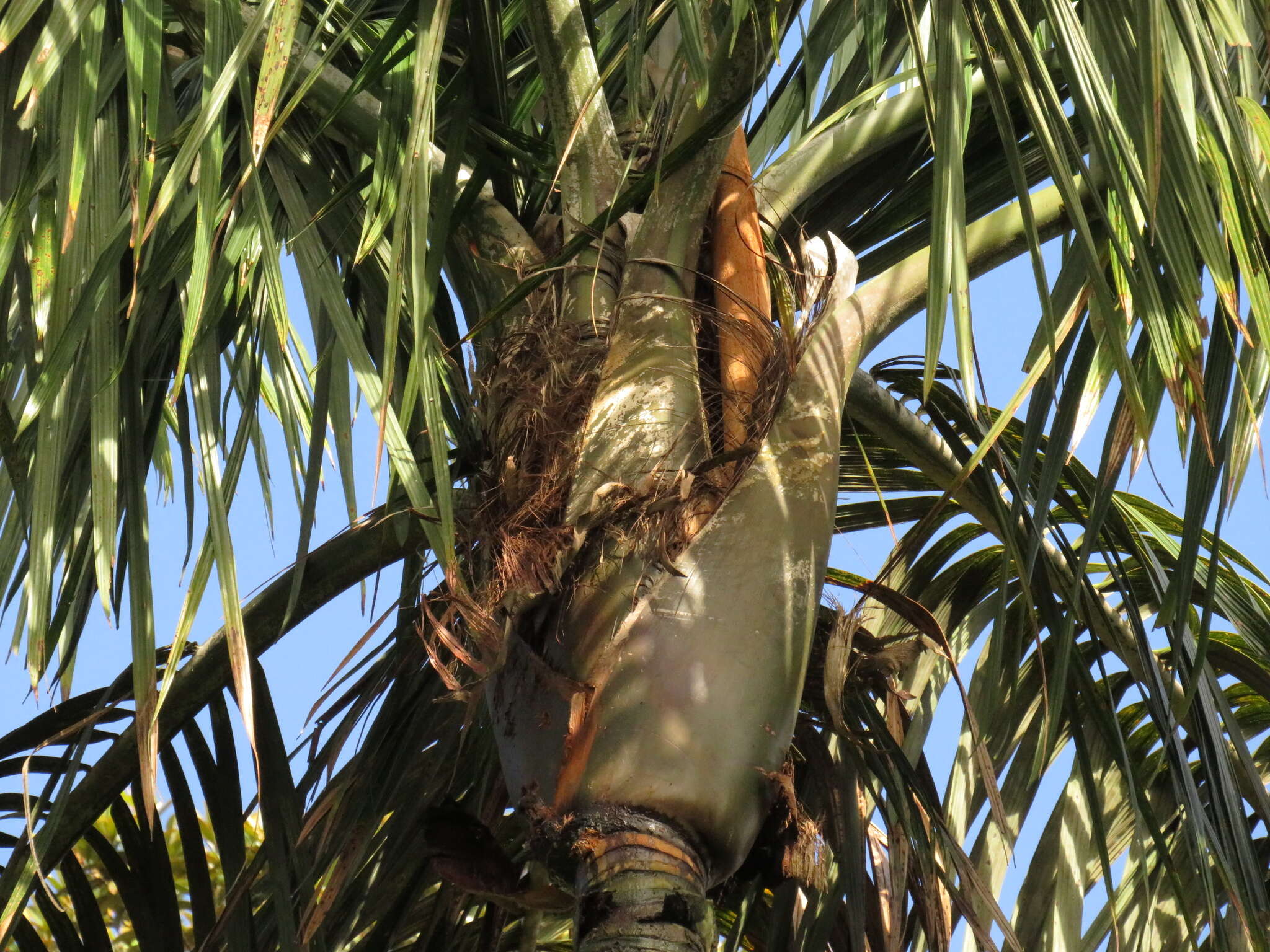 Image de Oenocarpus bacaba Mart.