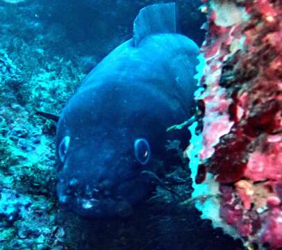 Image of Conger Eel