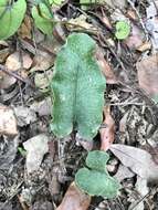 Plancia ëd Mickelopteris cordata (Hook. & Grev.) Fraser-Jenk.