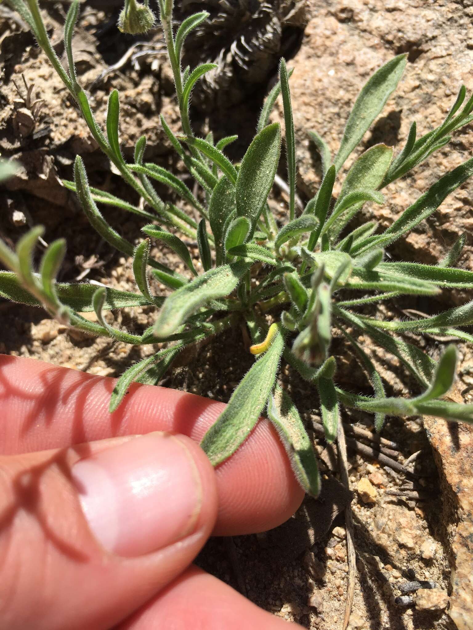 Слика од Erigeron clokeyi var. pinzliae G. L. Nesom