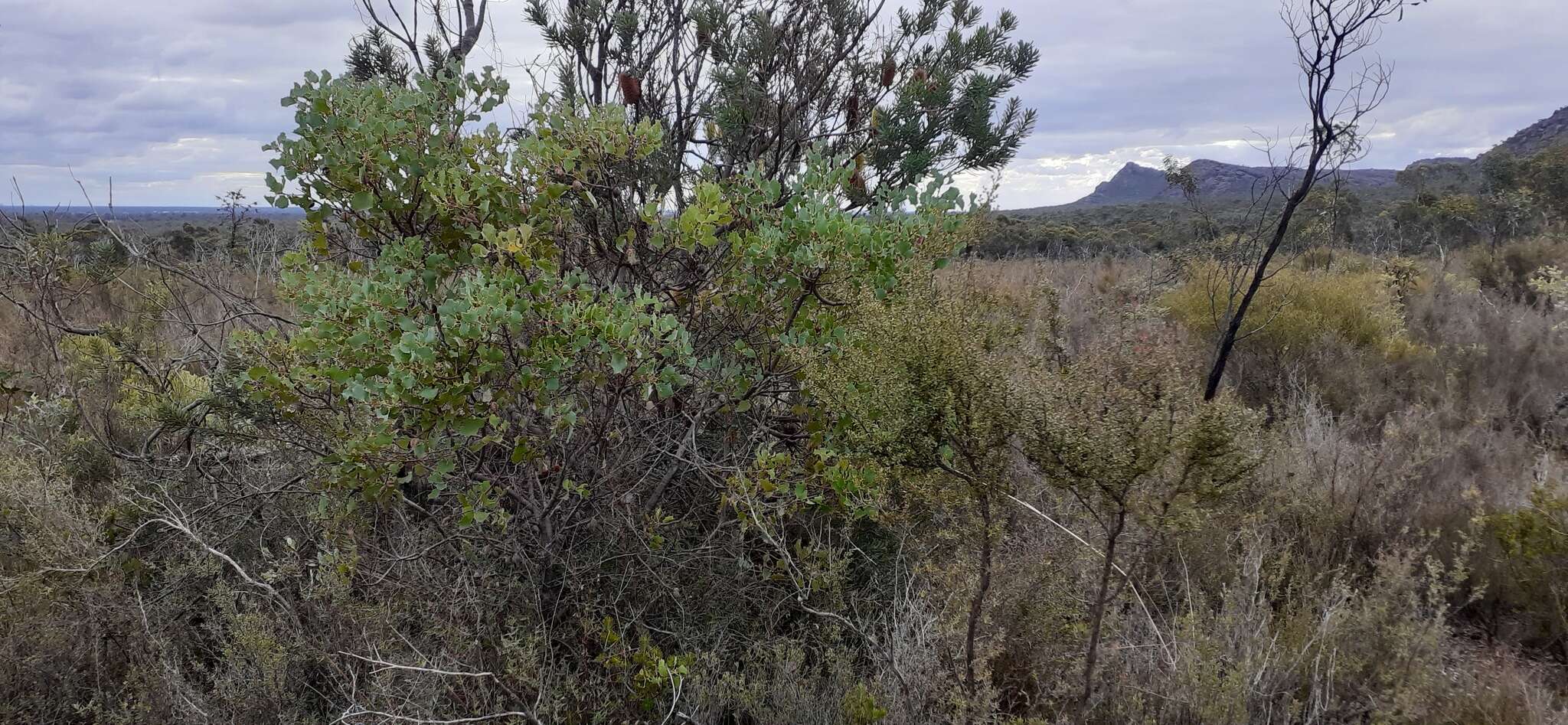 Слика од Hakea undulata R. Br.