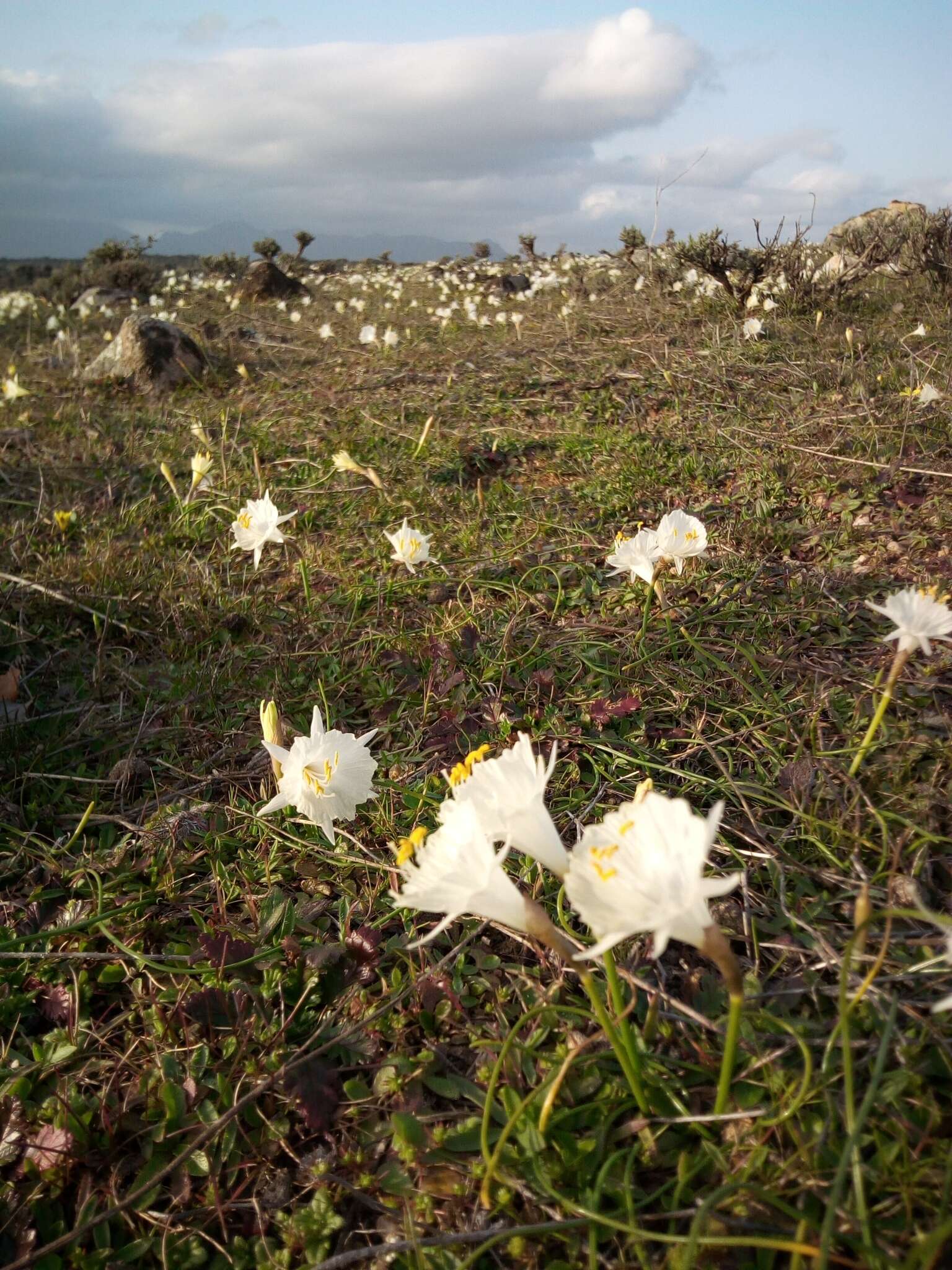 Image of Narcissus cantabricus DC.