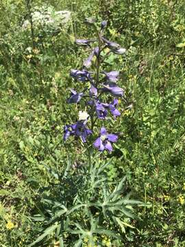 Image of Delphinium flexuosum M. Bieb.