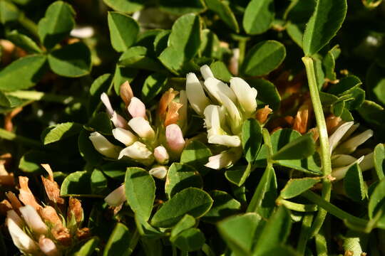 Image of Trifolium thalii Vill.