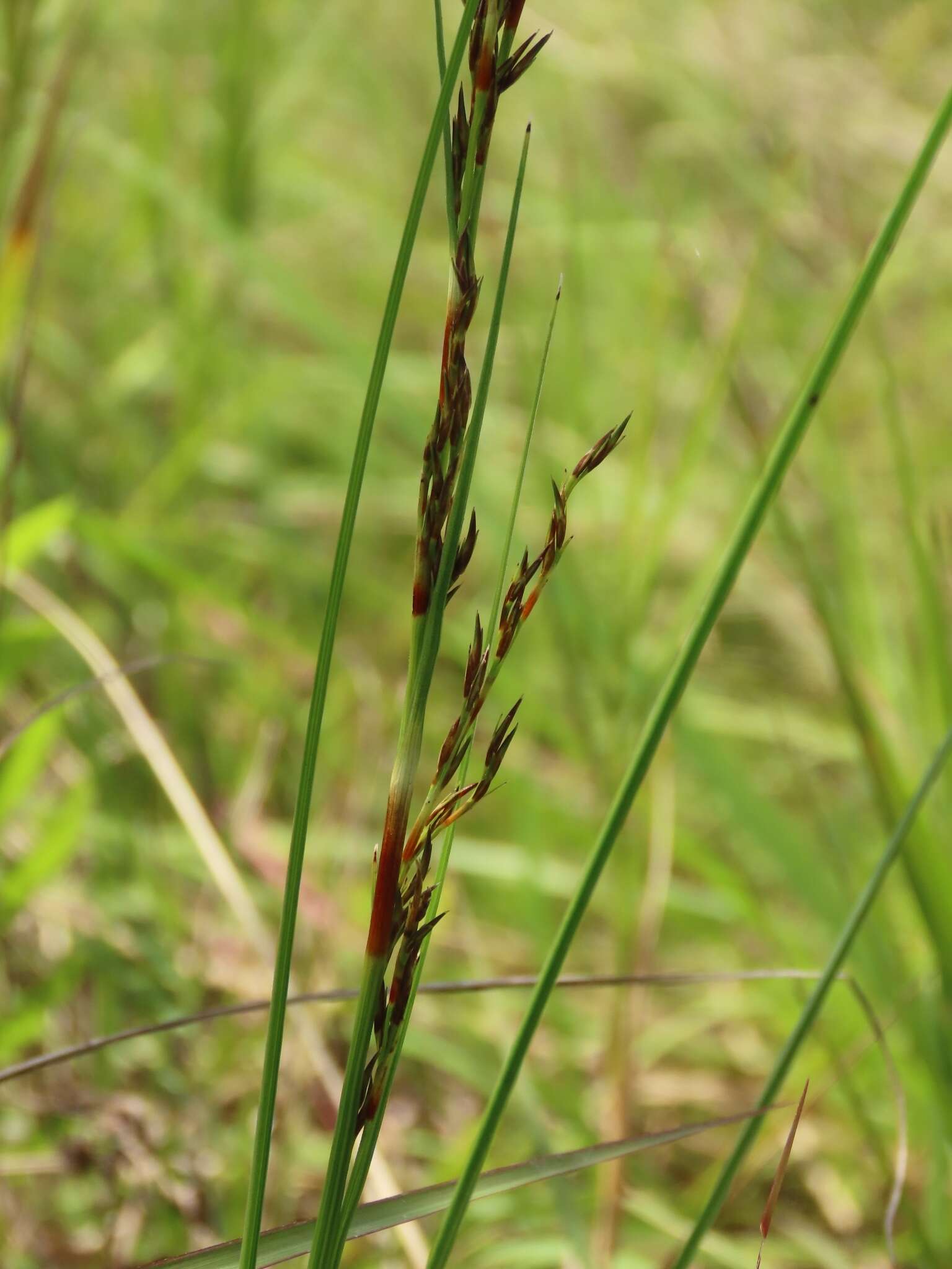 Image of Schoenus falcatus R. Br.