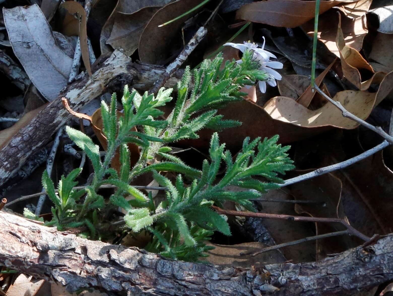 Sivun Olearia paucidentata (Steetz) F. Müll. ex Benth. kuva