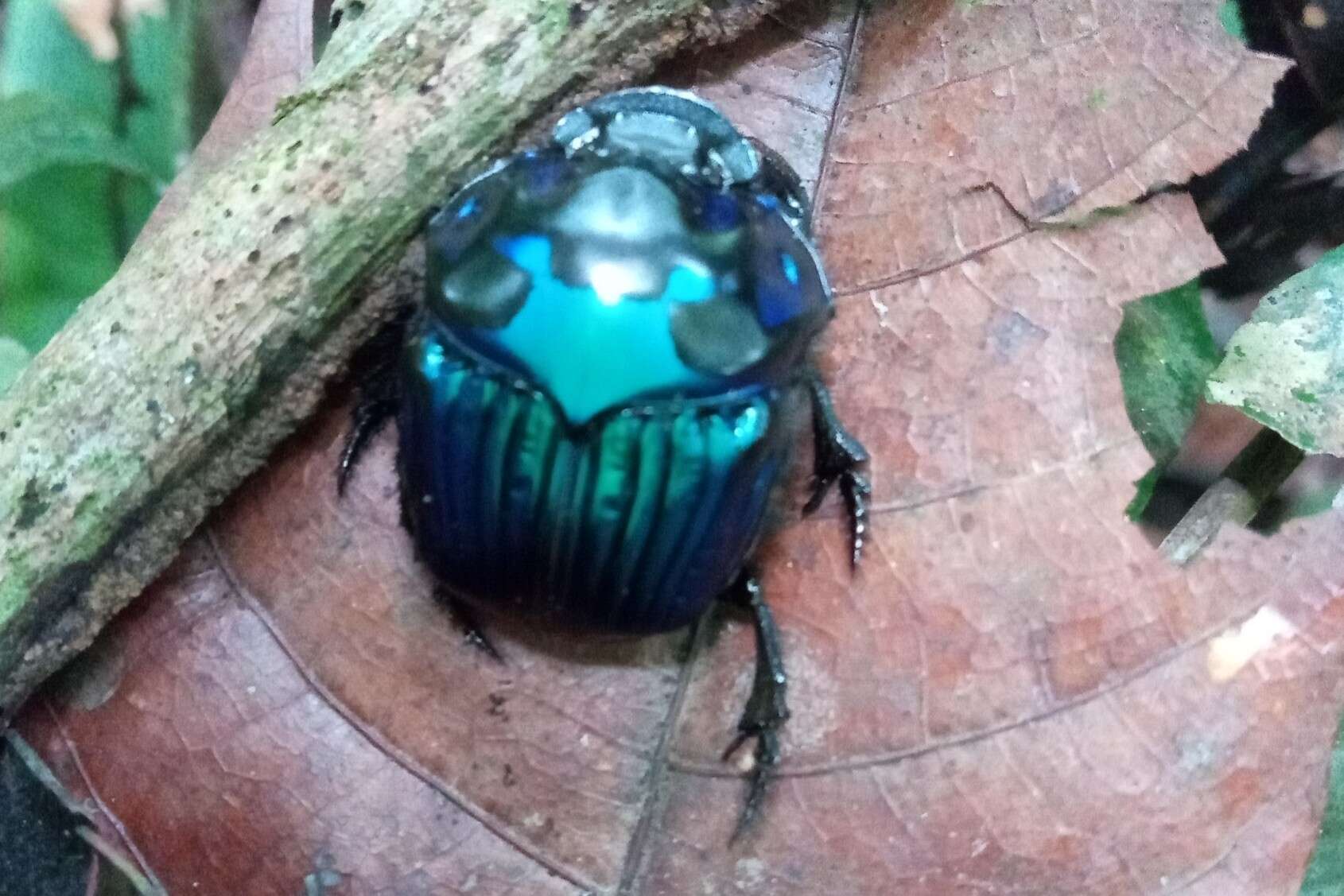 Image of Green Devil Beetle